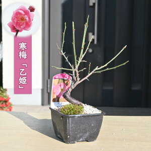 2026N2J P ~j ~~ v d炫 Ԕ~ E