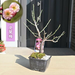 2026N2J ~ ~j ~~ v d炫 Ԕ~ E