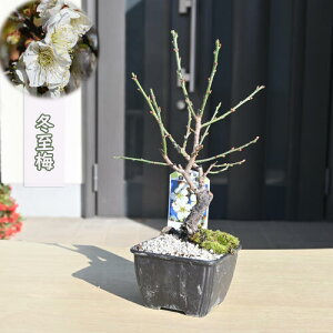 2026N1`2ɊJ ~ v ~~  A d ~j ~