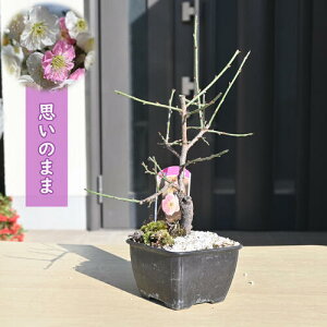 2026N2J v̂܂ ~~ v ~j ~ 炫 d炫 Ԕ~