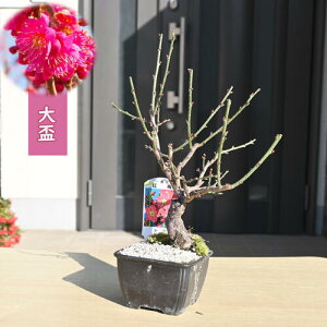 2026N2J u ~j~~ v g~ E ߎR̍g~~͍g u~