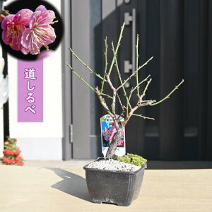 2026N2J Ԕ~  ~j ~~ v d炫 sN m