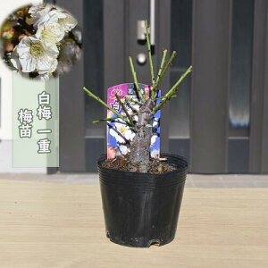 2026NԉL ~c ~ d炫 |bgc Ԕ~ A~͌@15`20Z`O