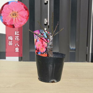 2026NԉL ~c g~ d炫 |bgc Ԕ~ A~͌@15`20Z`O