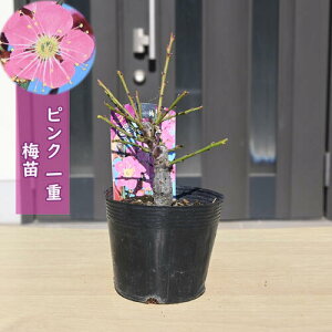 2026NԉL ~c sN d炫 |bgc Ԕ~ A~͌@15`20Z`O