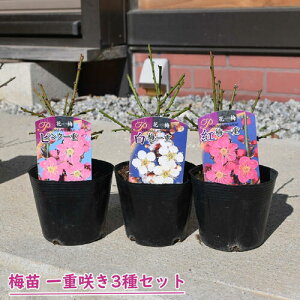 2026NԉL ~c d炫 3Zbg |bgc g~ ~ sN Ԕ~ A~͌@15`20Z`O