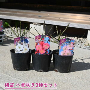 2026NԉL ~c d炫 3Zbg |bgc g~ ~ sN Ԕ~ A~͌@15`20Z`O