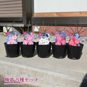 2026NԉL ~c d炫 d炫 5Zbg |bgc g~ ~ sN Ԕ~ A~͌@15`20Z`O