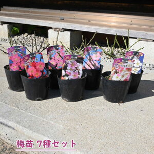 2026NԉL ~c v̂܂  d炫 d炫 7Zbg |bgc g~ ~ sN Ԕ~ A~͌@15`20Z`O