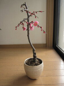 ~: ~~͎}~̖~́@MyԂ炢py݁@~j~