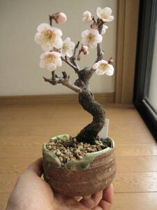 2025N2`3ɊJԔ~~ y~́zMyĂ茩~~̖~́@ił͂܂