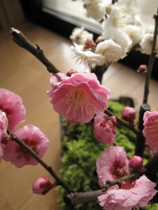 ̂~~ 2026N2ɍƉԂ̑蕨y~́zMyĂg~~͂Ɣ~~͂̊񂹐A~