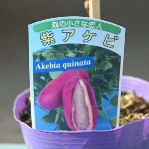 ���A�P�r �ʎ� �c�� ��ĂĊy���� ������