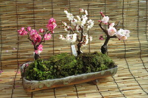 2026N3JԔ~~͎O 񂹐A~~͖~́@~MyĂg~~