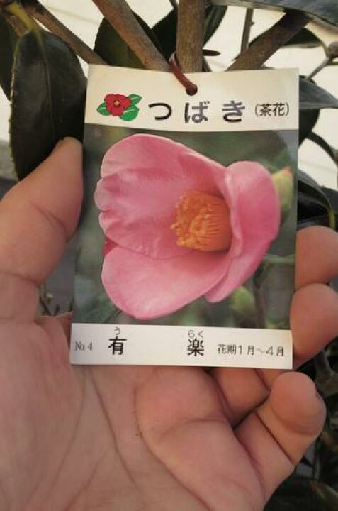 楽天市場 有楽椿大苗椿庭木有楽椿 ツバキ 園芸百貨店何でも揃うこぼんさい