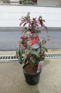 gE@߂炵Ŗ EgEyԕcz̃AȒi@