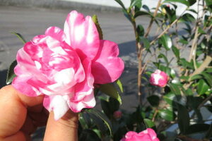 ԉmFԌ䓰TUJ@ y؁z yRԁzTUJc