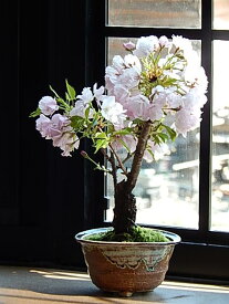楽天市場 桜 鉢植えの通販