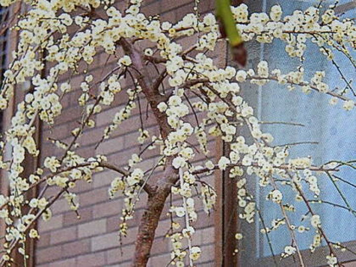 楽天市場】八重しだれ梅 白2026年3月頃開花 しだれ梅 白梅 八重咲の 
