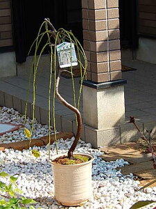 しだれ梅 盆栽 植木の人気商品 通販 価格比較 価格 Com