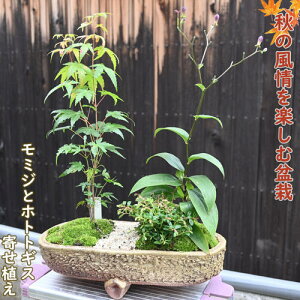 2024N9H̕~ Cn~W zggMXugxmv RP 񂹐A ~ gt 蕨 ~W
