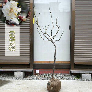 2025N _~ Qc ~c ⽔~ REeoC d炫 ~ N