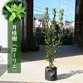 月桂樹　苗木 ローリエ ゲッケイジュ大きめの月桂樹鉢植えとしても地植え用としても使えます