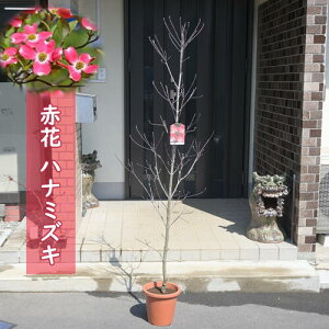 2024年開花 ハナミズキ 赤花 苗木 レッドジャイアント 贈り物に 花水木