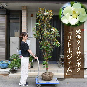 ƂĂ傫TCY180Z`O2024N󏭑傫TCYgWFc@␫@^CT{Nc׎R؃V{c[LO8`10N