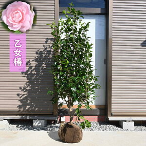 2024NNEW   Qc 150Z`Oy֕c؁zd炫 sN LcoLn