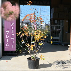 傫߂̃X[Nc[2024NV X[Nc[ t[ c cPmL@140Z`O