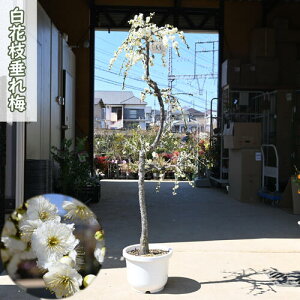 2025N3JԒ ~c  傫c d炫 }~