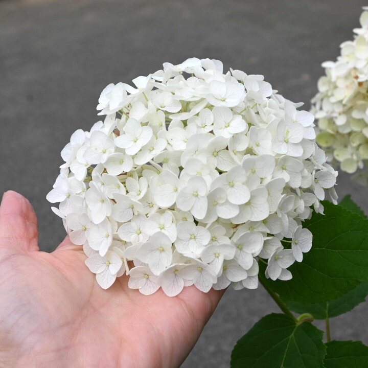 楽天市場】鉢花あじさい6月に開花人気のアナベル紫陽花 鉢花お買い物 