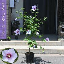 楽天市場】ムクゲ 大苗の通販
