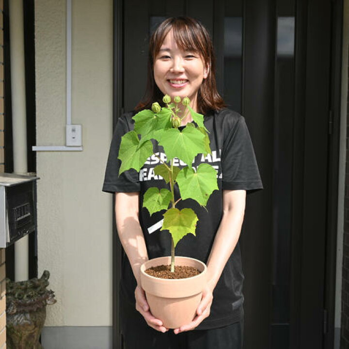 楽天市場】2025年9月開花 フヨウ 鉢植え 舞華 芙蓉 八重咲き 