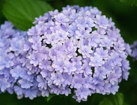 楽天市場 紫陽花 苗の通販