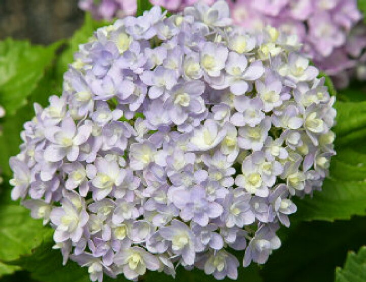 楽天市場 22年アジサイてまりてまり紫陽花苗テマリテマリ紫陽手毬手毬てまりてまりアジサイ５号 6月剪定後の状態でのお届けとなります 園芸百貨店何でも揃うこぼんさい