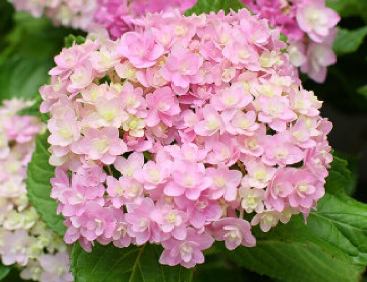 楽天市場 ピンクアジサイてまりてまり紫陽花苗テマリテマリ紫陽手毬手毬てまりてまりアジサイ苗 ２０２２年５月開花紫陽花 園芸百貨店何でも揃うこぼんさい
