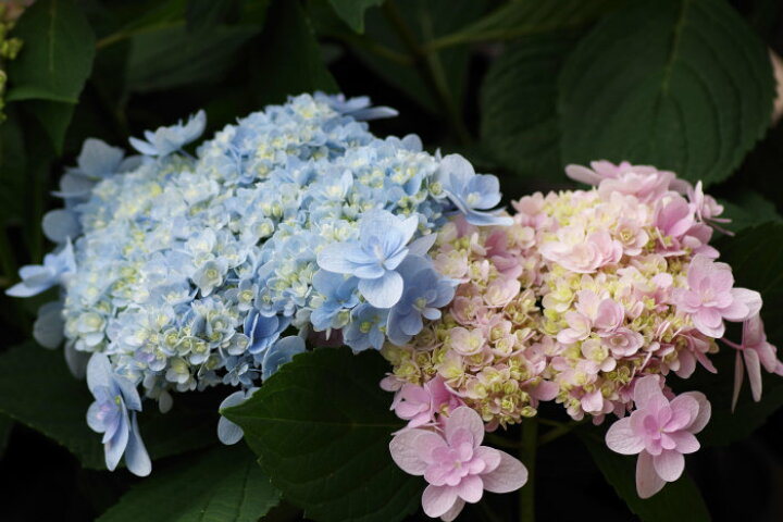 楽天市場 アジサイ佳澄苗 あじさい苗 紫陽花苗 園芸百貨店何でも揃うこぼんさい