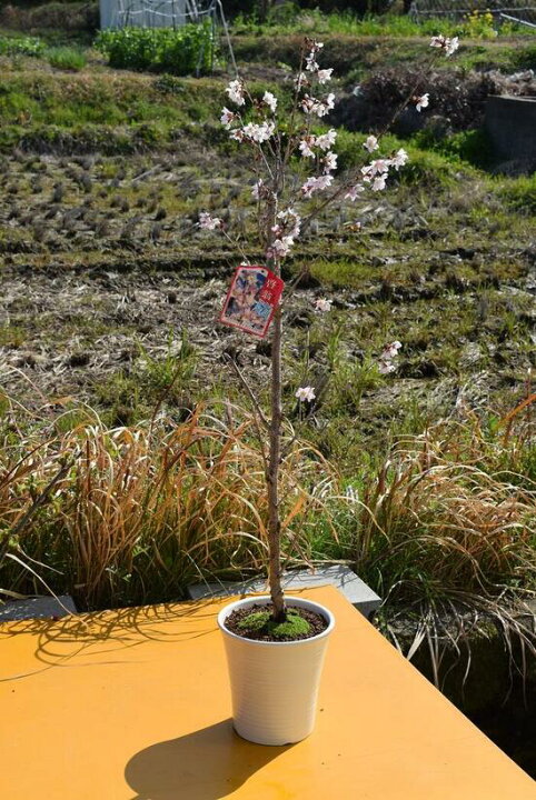 楽天市場 3月中頃開花の啓翁桜 鉢植えでお花見桜 桜 信楽鉢入り 自宅のシンボルツリーに桜 園芸百貨店何でも揃うこぼんさい