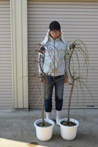 2025NJԂ̑傫~}~2025NJԂ܂B ~c@gZbg@@@150Z`O@@傫~