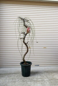 梅 植木の人気商品 通販 価格比較 価格 Com