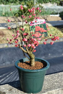 植木 盆栽 マユミの人気商品 通販 価格比較 価格 Com
