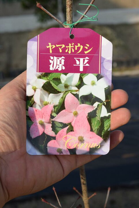 楽天市場 咲き分け源平ヤマボウシ苗山法師 シンボルツリー 源平ヤマボウシ22年花芽確認の苗です 園芸百貨店何でも揃うこぼんさい