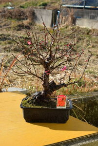 紅梅 盆栽 植木の人気商品 通販 価格比較 価格 Com