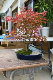 楽天市場 盆栽 種類 植物 ヤマモミジ 山もみじ 花 観葉植物 花 ガーデン Diy の通販
