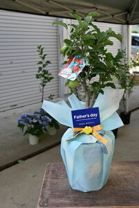 ̓̃v[gɁ@2025N9܂Ŏtł͂Hׂ~jь2025Nv[gɃSA Xbhь Xbh@񂲐Hׂ񂲔A͔|@͂́@