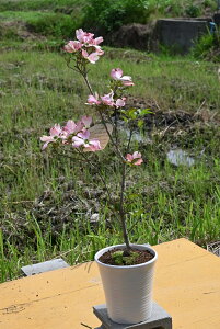 a5ɊJԔAni~YLv[gɈĂ锫A4Jԁyԁzni~YLAA@ni~YLsNni~YL@tɊJ