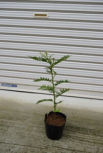 _̃TVE20Z` tR c(񂵂傤)̕c @c@_