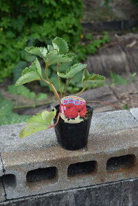 2025Nc@C`SczP @䕂̕c@@@ĂĐHׂ@c